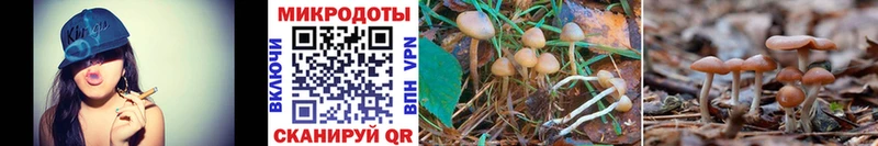 закладка  Заинск  Галлюциногенные грибы Psilocybine cubensis 